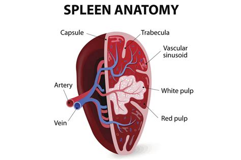 Splenic Artery Diagram