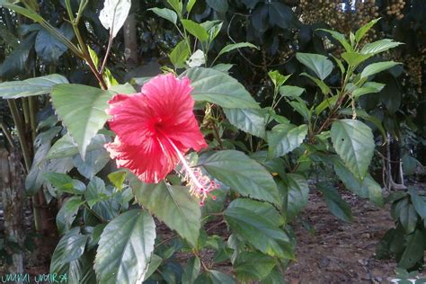 pokok bunga raya merah - Elizabeth Graham