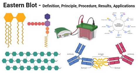 Eastern blot protocol - portcampus