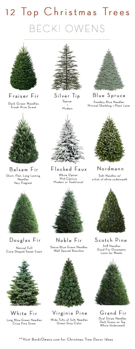 Different Types Of Christmas Trees | Christmas Crafts 2020