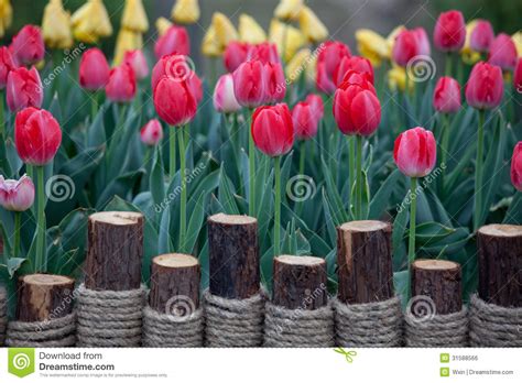 Blooming tulips stock photo. Image of spring, grow, colorful - 31588566