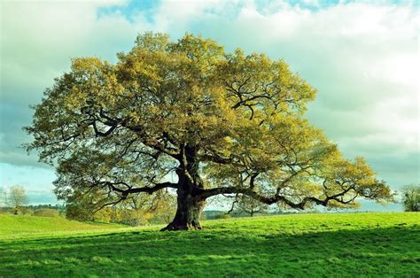 The Sacred Trees in Northern European Pagan Traditions - ULC Blog ...