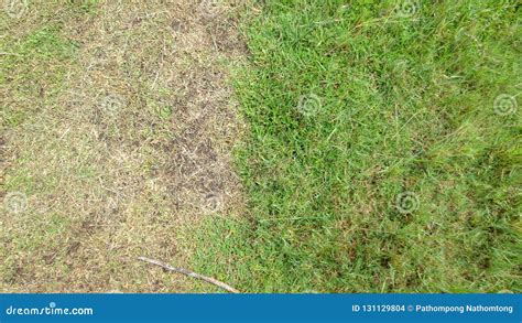 Different Color of Green Grass in Football Field Stock Photo - Image of ...