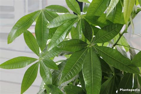 Braided Money tree, Pachira aquatica - How to care - Plantopedia