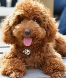 Toy Poodle Dog Picture Big Dogs, I Love Dogs, Small Dogs, Cute Puppies ...