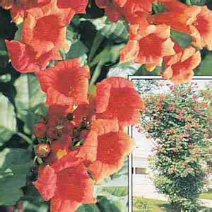 Plant a Hummingbird Vine - Attracts lots of hummingbirds.