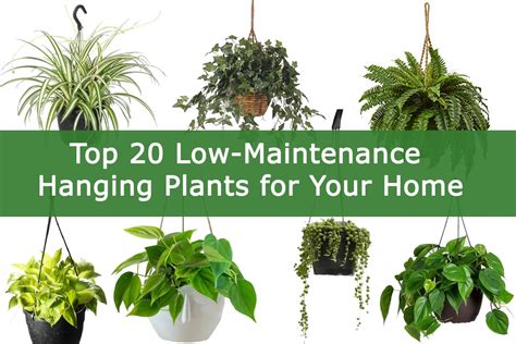 Top 20 Low-Maintenance Hanging Plants for Your Home | Plants Information