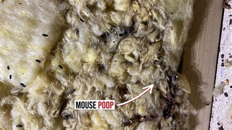 Recognizing the Signs: How to Identify Mouse Poop in Your House - Mice Hunters