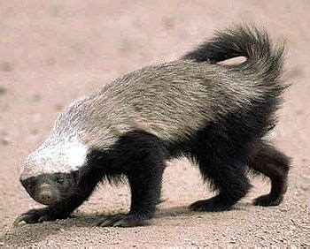 Ratel | Honey Badger, Africa & Carnivore | Britannica