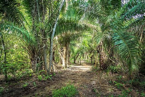 Largest National Parks of Brazil - WorldAtlas.com