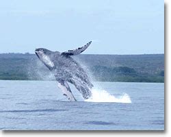 Molokai Fish and Dive - Molokai Whale Watching