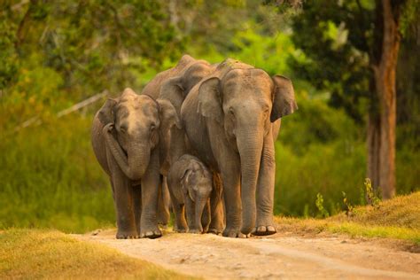 Bandipur National Park (Official GANP Park Page)