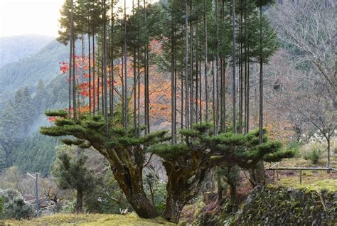 A Japanese Forestry Technique Prunes Upper Branches to Create a Tree ...