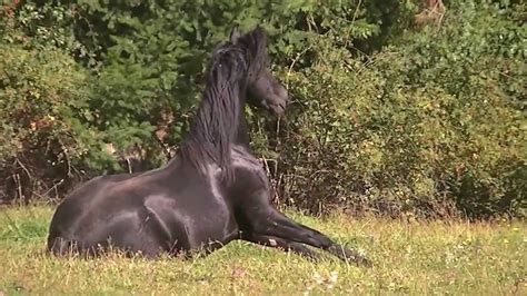 Midnight Stallion - YouTube