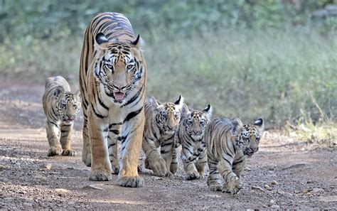 Indian tigress takes a stroll with four cubs - CGTN