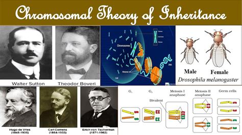 Sutton and Boveri Chromosomal theory | Chromosomal Theory of Inheritance | W. Sutton and T ...