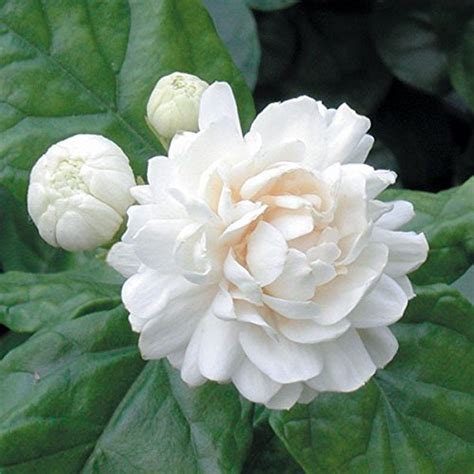 Buy Rare Jasminum sambac Arabian Jasmine Mogra fragrant Flower (1 Live Plant) Online @ ₹299 from ...