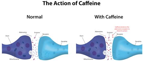 The Lifter’s Guide to Caffeine • Stronger by Science