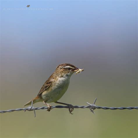 sedge warbler | nuri senemek | Flickr