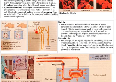 Hypotonic solutions have a lower solute concentration and result in fluid flowing into the cell ...