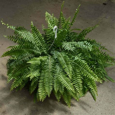 11" Shade Fern