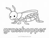 Grasshopper Coloring Page  Little Bee Family sketch template