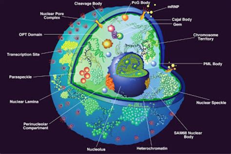 Cell Theory Timeline Project | Timetoast timelines