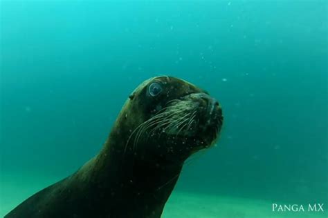 Watch: Sea lion swims with underwater camera - UPI.com