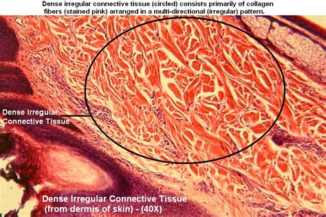 Dense Irregular – Tutorial – Histology Atlas for Anatomy and Physiology