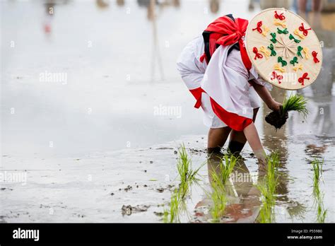 Rice Harvest Festival High Resolution Stock Photography and Images - Alamy