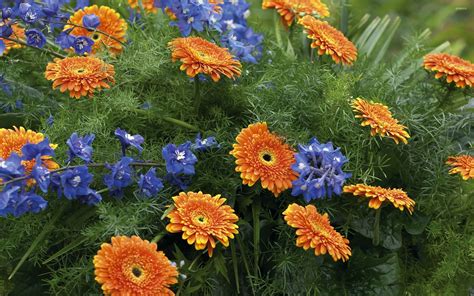 Blue flowers by the orange gerberas wallpaper - Flower wallpapers - #52273