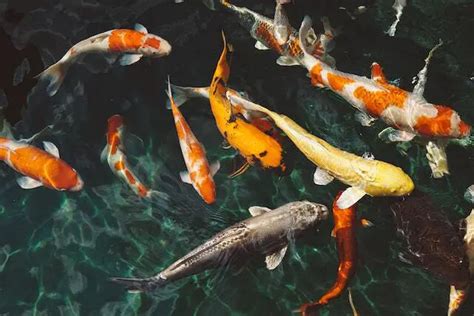 The Ultimate Koi Fish Care Guide - TheAquaticGuru