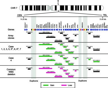 Speech delay and autism spectrum behaviors are frequently associated with duplication of the ...