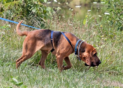 Tracking vs. Trailing | American Bloodhound Club