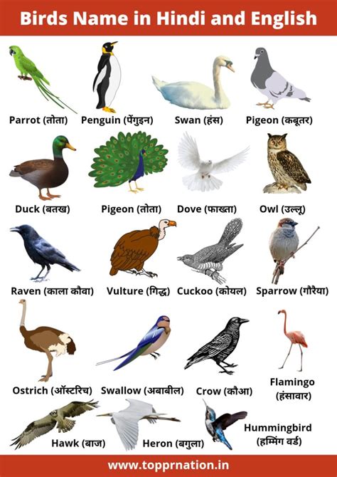 All Birds Pictures With Names In English