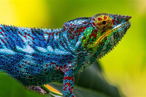 Why Do Chameleons Change Color and How Do They Do It? | Color Meanings