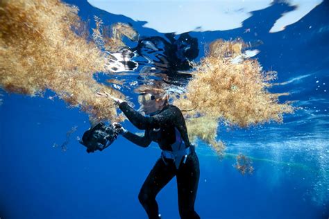 Sylvia Earle: Why the Sargasso Sea is a living laboratory for change