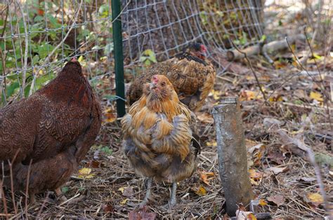 5 Things to do for an Ugly Chicken - The Backyard Farming Connection