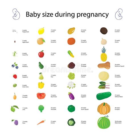 Baby Size Fruit Stock Illustrations – 75 Baby Size Fruit Stock Illustrations, Vectors & Clipart ...