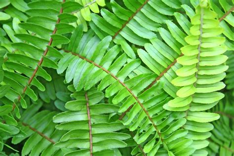 Fern leaves background stock image. Image of lomariopsidaceae - 133454943