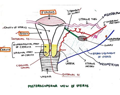 Uterus Anatomy