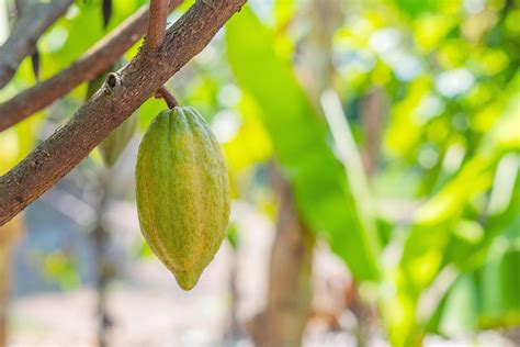 Cacao tree with cacao pods in a organic farm. 8621905 Stock Photo at ...