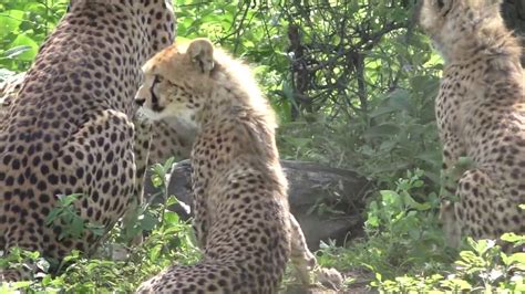 Wild Cheetah Cubs meet their Father-Lots of Meowing, Chirping and Churring - YouTube