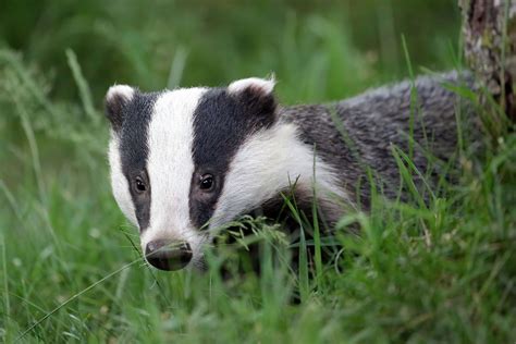 Mating in European Badgers