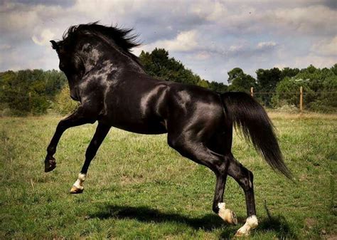 Dancing Most Beautiful Horses, World, Dancing, Animals, Quick, Animales, Dance, Animaux, Animal