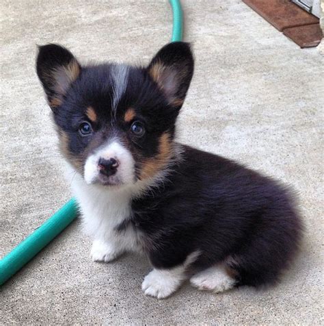 Baby Corgi Black - img-dink