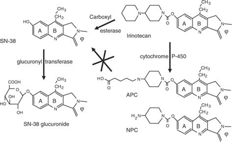 The metabolism of irinotecan in humans. | Download Scientific Diagram