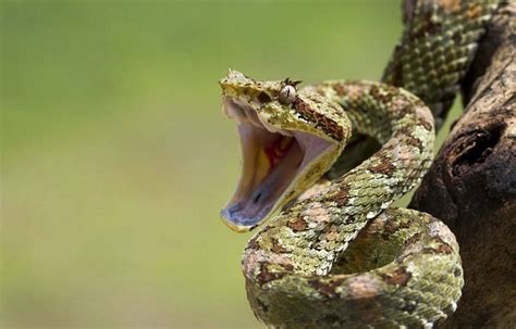 Snake Hissing Explained (And What You Should Never Do)