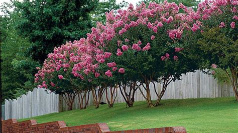 Pruning Crape Myrtles: How to Keep Your Crape Healthy – FastGrowingTrees.com