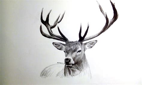 Hirsch Kohlezeichnung - Kohlezeichnung, Rotwild, Hirsch, Charcoaldrawing von Michael Kunle ...